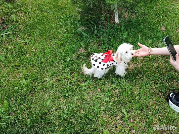 Веселая, игрушечная Люси мальтипу мини