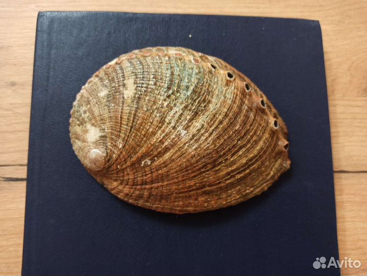 Морская раковина