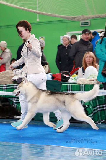 Лучшие хаски для вязки