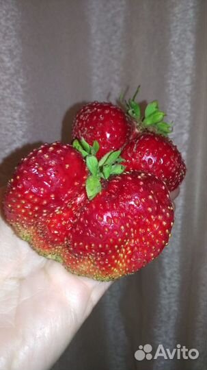 Рассада клубники Чамора Туруси и других сортов-гиг