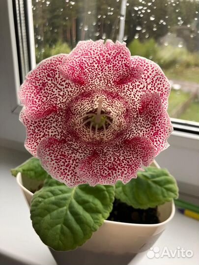 Продается глоксиния цветущая