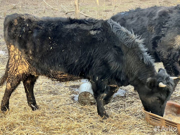 Продаются телки