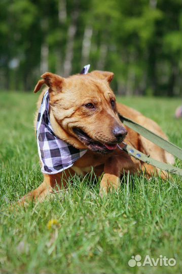 Приходи за другом приют Некрасовка