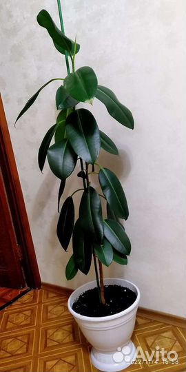 Фикус эластика робуста