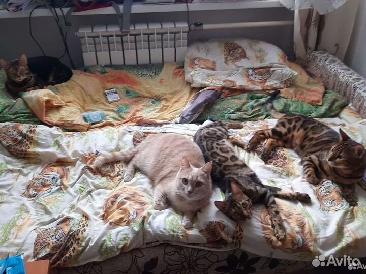 Передержка кошек на время отпуска, выгул собак