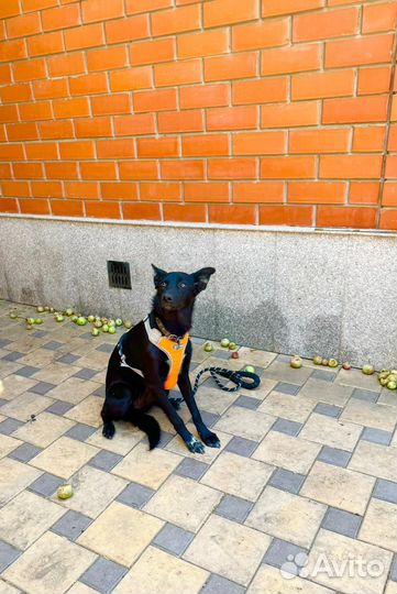 Щенок в добрые руки отдам бесплатно