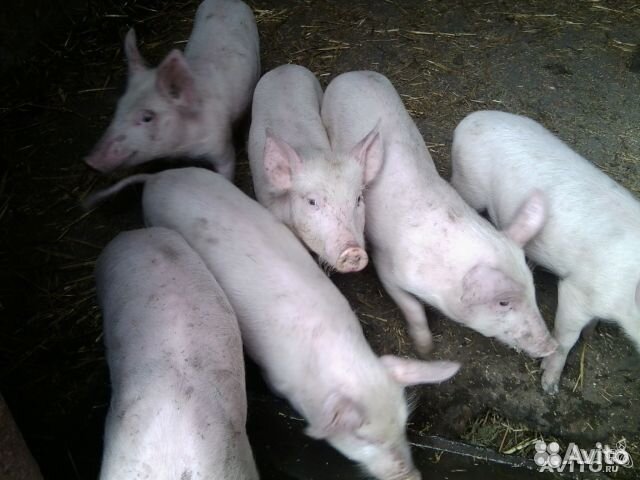 Поросята 1,5 месячные