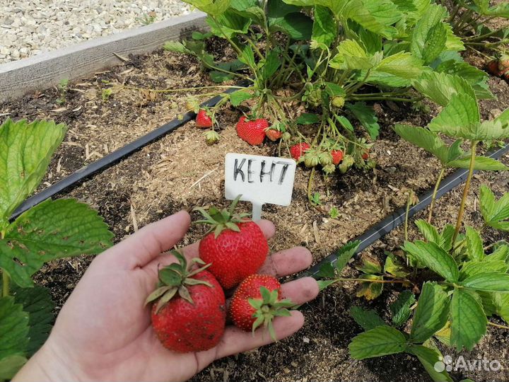 Питомник реализует саженцы элитной клубники землян
