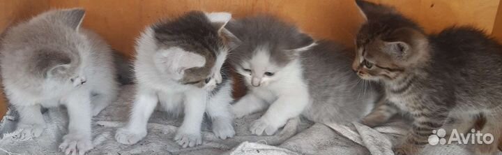 Кошки в добрые руки бесплатно