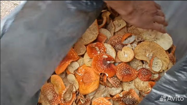 Сушильный пищевой шкаф от производителя