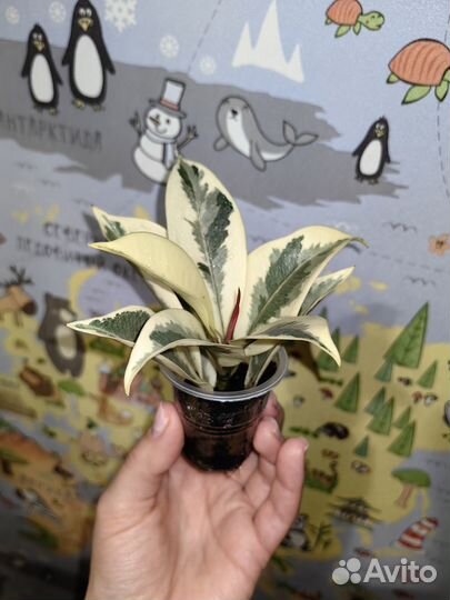 Фикус мелани вариегатный