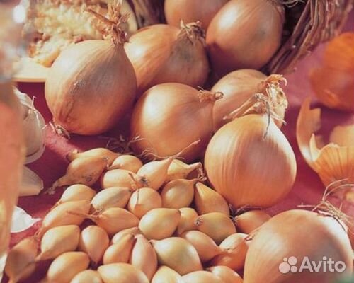 Лук - севок всегда