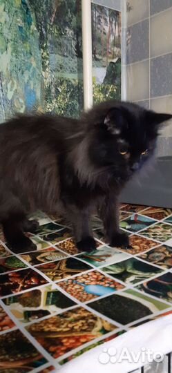 Котята подростки ищут дом