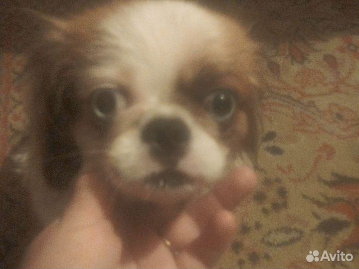 Продам щенков пекинеса цена 3т р