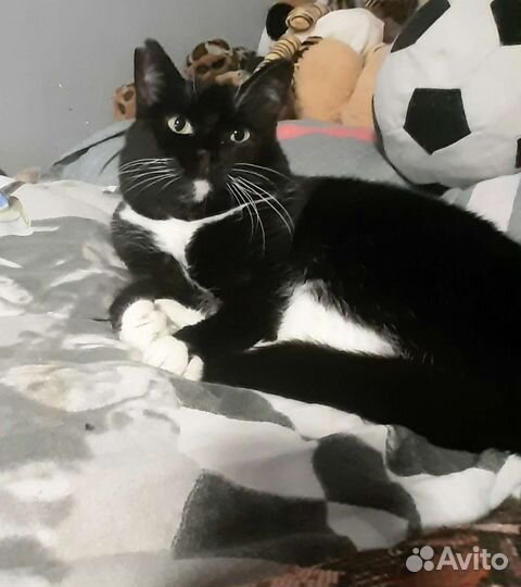 Кошки в добрые руки