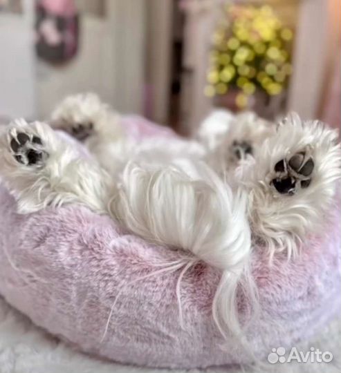 Щенки Мальтезе