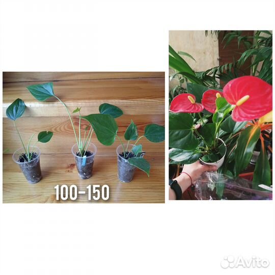 Комнатные цветы Маранта Замиакулькас чёрный равен