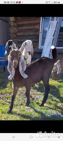 Коза и козёл нубийская/ камори