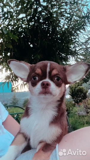 Чихуахуа Самса