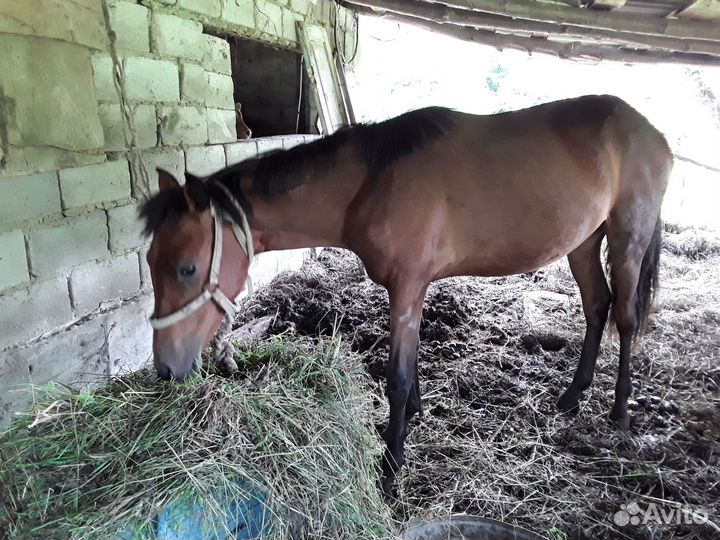 Продается лошадь