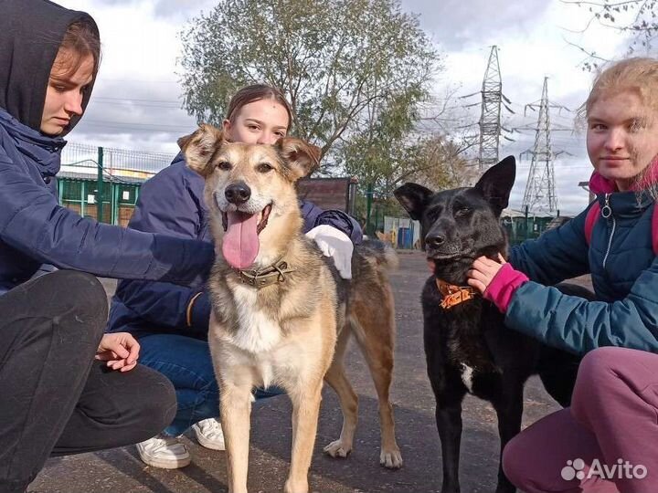 Приглашаем волонтёров на прогулки с собаками