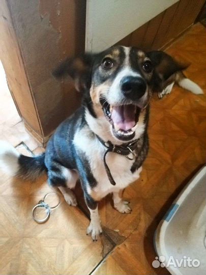 Молодой веселый пёс в добрые руки