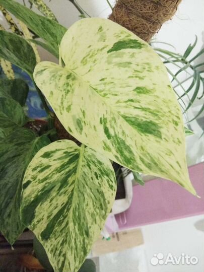 Филодендроны, эпипремнумы, сингониумы