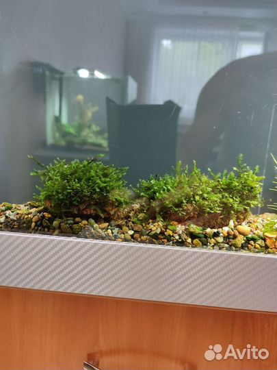 Аквариумные растения и декор