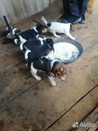 Щенки от эстонской гончей