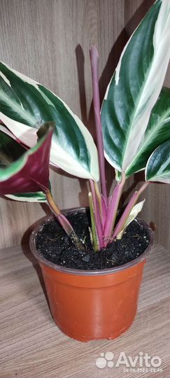 Строманта Триколор, 2 года