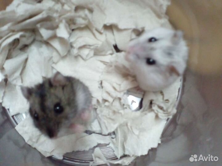 Джунгарские хомячата