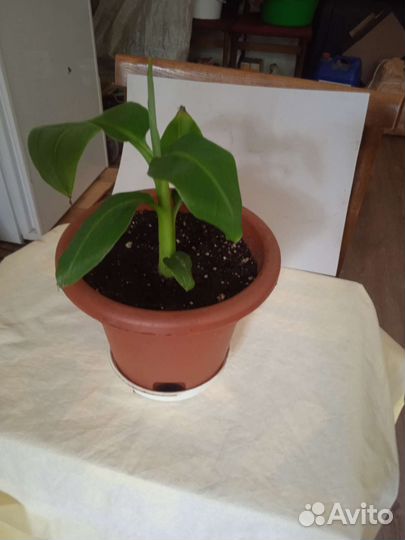 Банан райский/musa paradisiaca