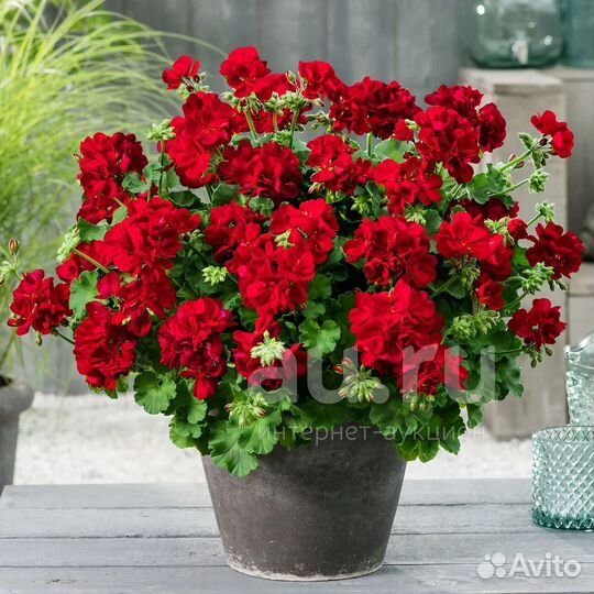 Пеларгония Calliope Dark Red