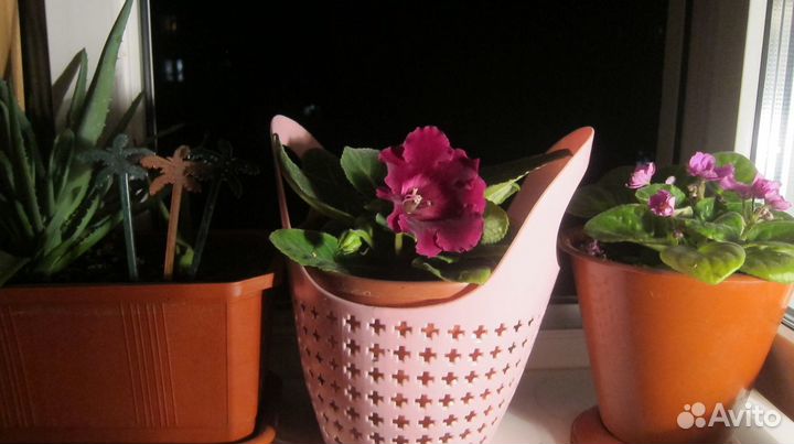 Цветы Глоксиния, фиалки,денежное дерево,алоэ