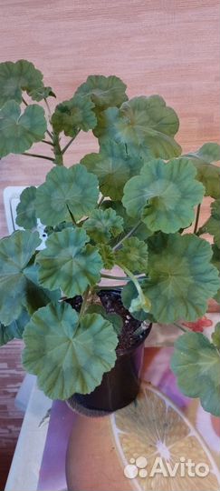 Бегонии и Пеларгонии