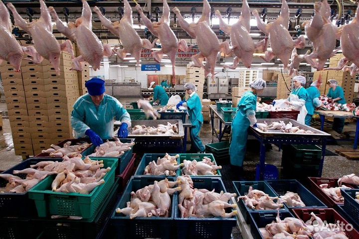 Работа с проживанием на птицефабрике