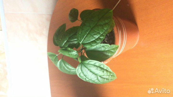 Клеродендрум