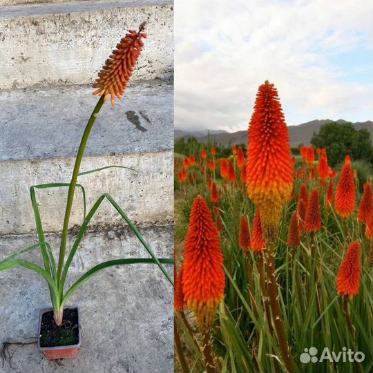 Книфофия Альказар в контейнере P9 (зкс)