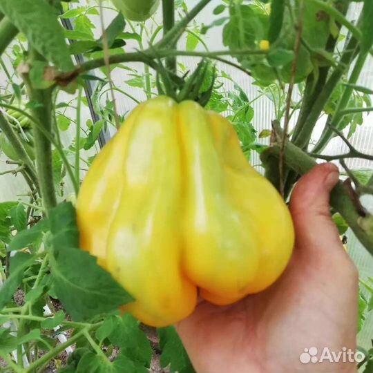 Семена томатов коллекционных