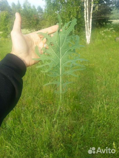 Семена листовой капусты Кейл(Кале) Органик