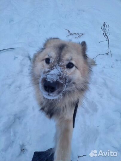 Собака Ириска в добрые руки