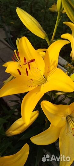 Лилии луковицы