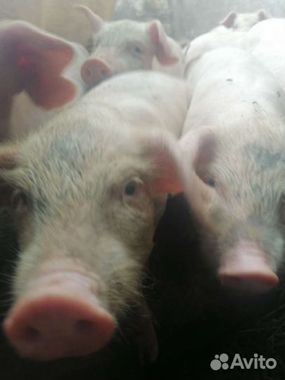 Поросята ландрас