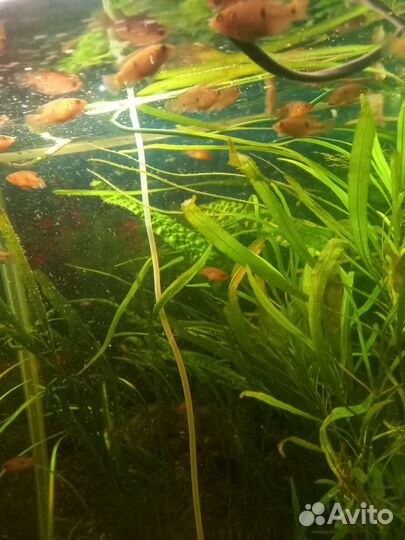 Аквариумные рыбки хромисы красавцы