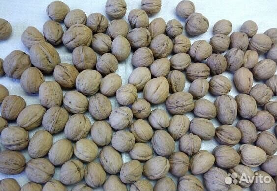 Саженцы привитого грецкого ореха Узбеский Скоропл