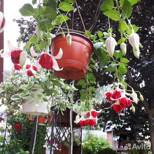 Фуксия кашпо Veenlust