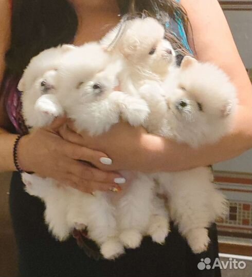 Щенки шпица