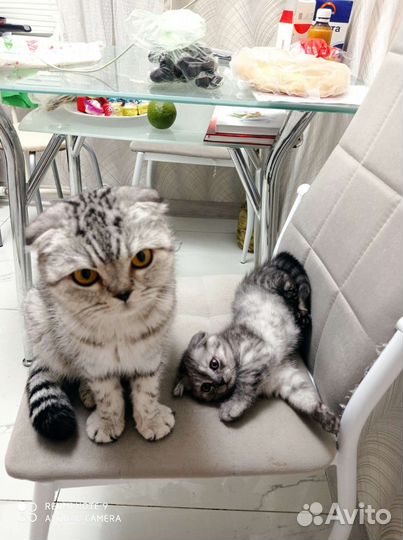 Шотландская вислоухая кошка