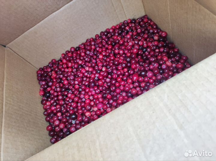 Клюква свежая