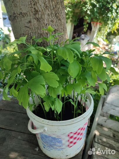 Гинкго билоба Саженцы и сеянцы
